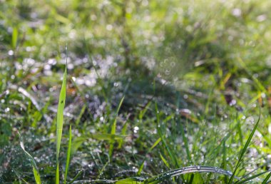 sabah ormandaki çiy ile arka plan olarak çimen