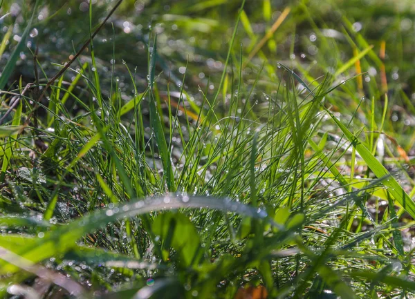 Трава Росой Утреннем Лесу — стоковое фото