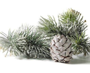 Beyaz bir arka plan üzerinde Noel gümüş koni ve çam dalı