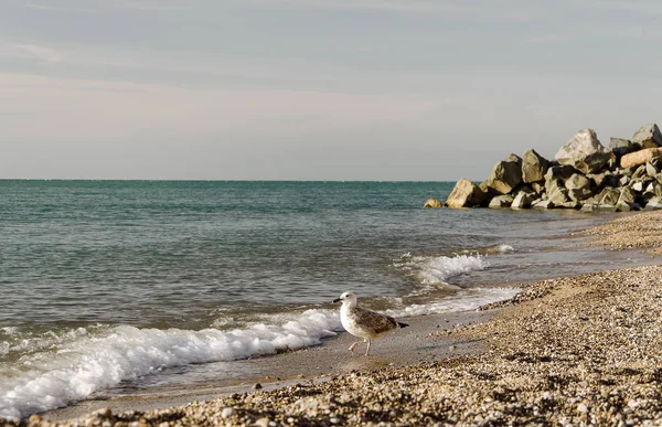 Mås Stranden Havet Solnedgången — Stockfoto