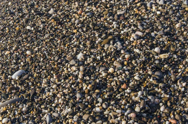 Zee Pebble Met Zeeschelp Strand — Stockfoto