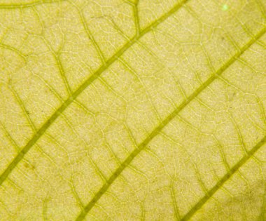 ışığa kuru yaprak yapısı