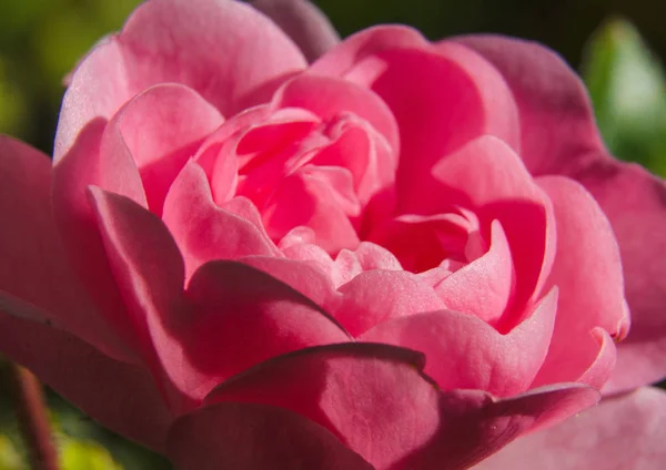 ピンクのバラのマクロ バラの花びらをクローズ アップ — ストック写真