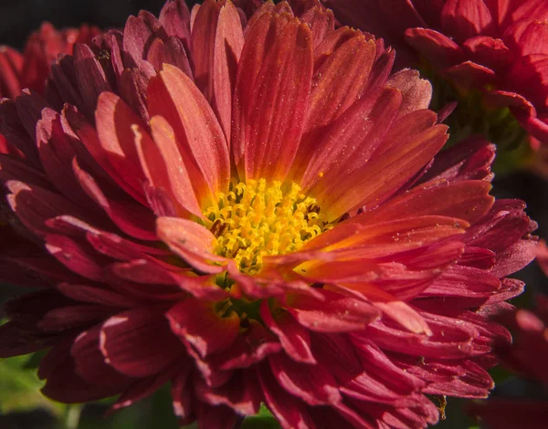 Flor Crisantemo Rojo Espectáculo Flores — Foto de Stock