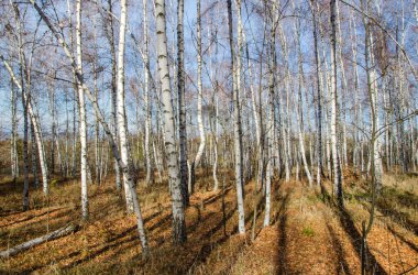 Grove ve mavi gökyüzü sonbaharda huş ağacı