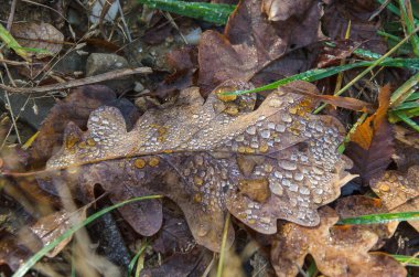 Doku meşe yaprakları çiğ damla ile kaplı