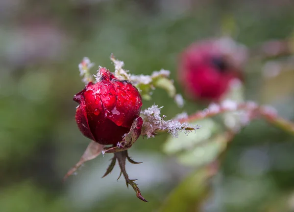 Rose Délavée Givrée Dans Jardin Glacé Matin — Photo