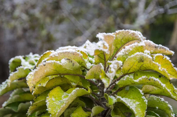 Foglie Verdi Congelate Sul Ramo Sotto Gelo — Foto Stock