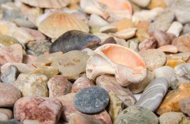 farklı deniz kabuklarını ve çakıl plaj