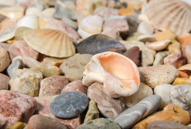 farklı deniz kabuklarını ve çakıl plaj