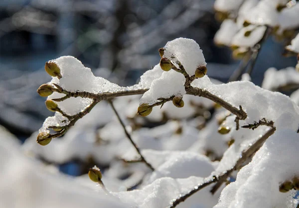 Ramo Com Broto Coberto Neve Jardim — Fotografia de Stock