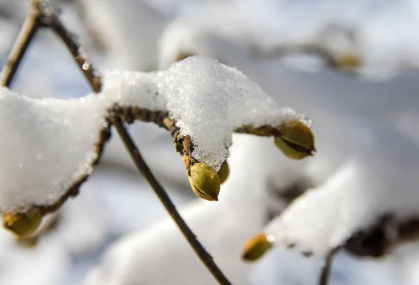 Oksa Alkuunsa Lumen Peitossa Keväällä — kuvapankkivalokuva