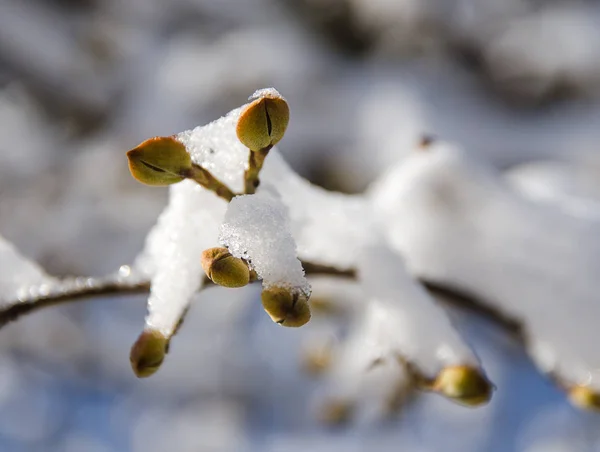 Zweig Mit Knospe Bedeckt Schnee Garten — Stockfoto