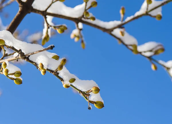 Zweig Mit Knospe Bedeckt Schnee Auf Himmel Hintergrund — Stockfoto