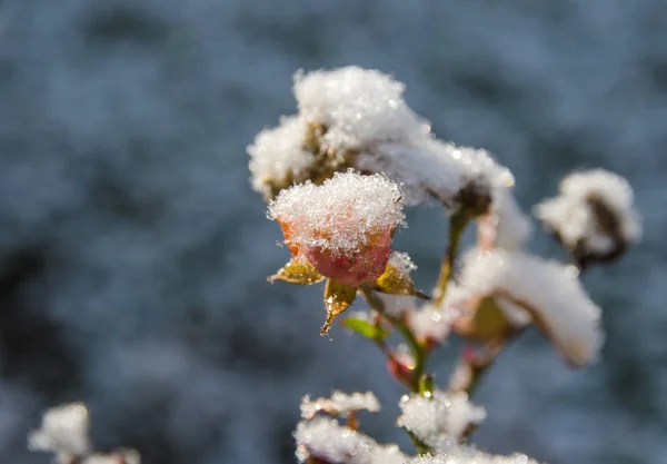 Rosa Sbiadita Glassata Giardino Mattutino Ghiacciato — Foto Stock