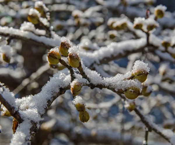 Ramo Com Broto Coberto Neve Jardim — Fotografia de Stock