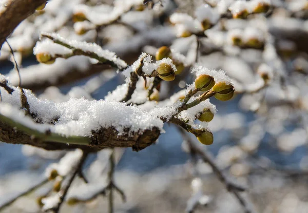 分枝与芽覆盖雪在庭院 — 图库照片