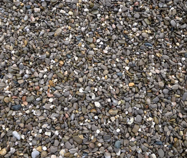 Ghiaia Marina Con Conchiglia Sulla Spiaggia — Foto Stock