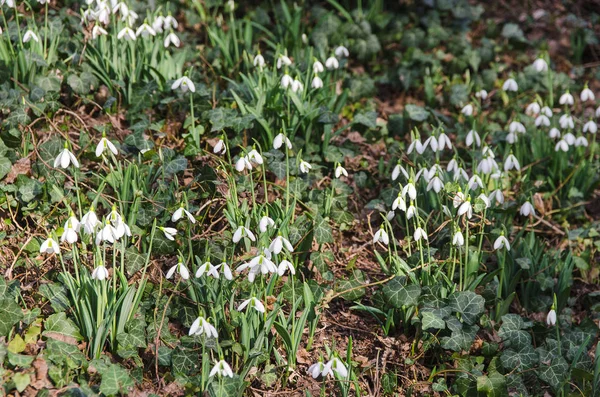 First Snowdrops Spring Forest — Stock Photo, Image