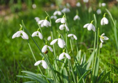 Bahar ormandaki ilk kardelen