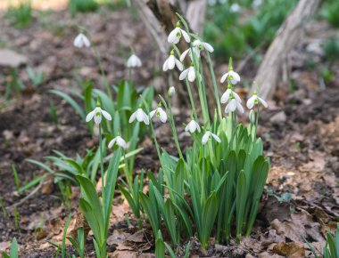 Bahar ormandaki ilk kardelen