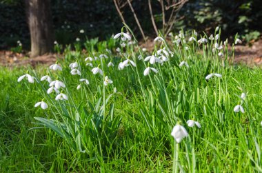 Bahar ormandaki ilk kardelen