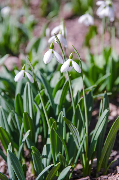 Primeiras Gotas Neve Floresta Primavera — Fotografia de Stock