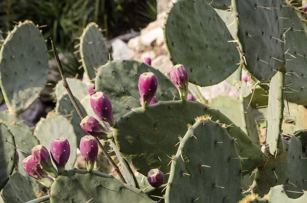 prickly pear cactus with fruit in purple color