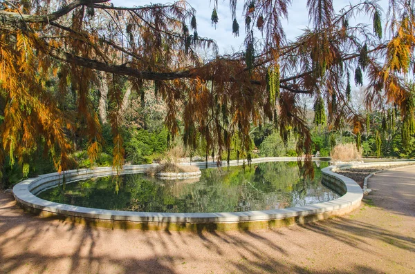 Pool Tree Botanical Garden — Stock Photo, Image