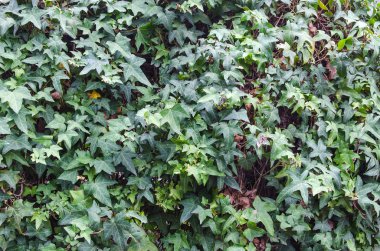 sarmaşık duvar taze yeşil doku arka plan bırakır