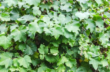 sarmaşık duvar taze yeşil doku arka plan bırakır