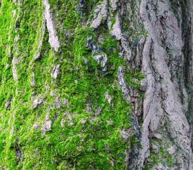 Ağaç kabuğu yosun kaplı