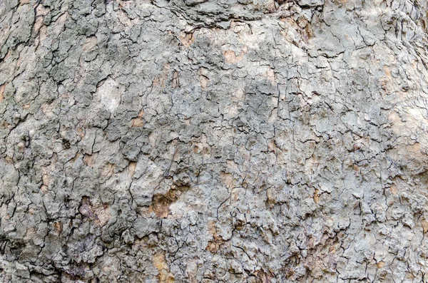 Barken Från Träd Som Bakgrund — Stockfoto