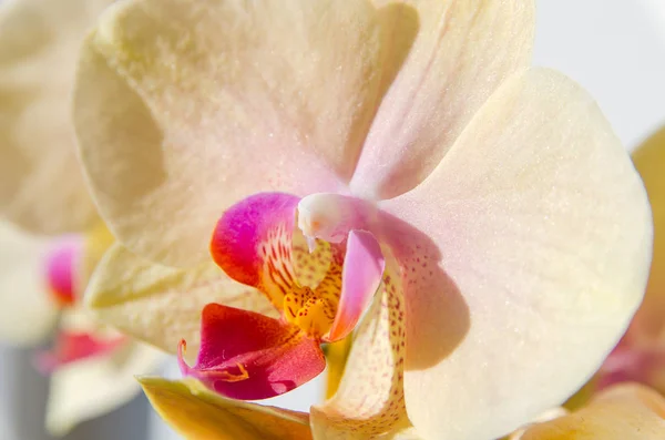 Gele phalaenopsis zonovergoten — Stockfoto