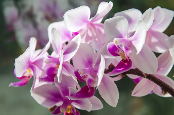 Bloeiende roze phalaenopsis — Stockfoto