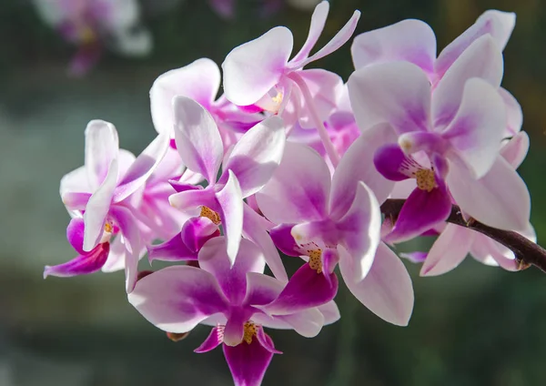 Bloeiende roze phalaenopsis — Stockfoto