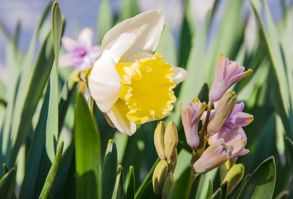 Цветущий весенний цветок — стоковое фото