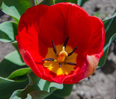 kırmızı lale çiçeği