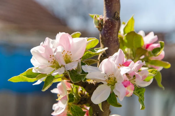 Spring blooming tree — Stock Photo, Image