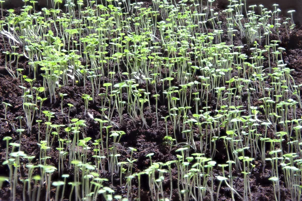 Cama de sementes de verdes — Fotografia de Stock