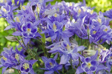 bahçede aquilegia