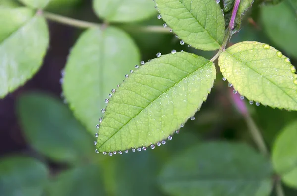 Leaves on a branch with drops — Stock Photo, Image