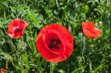 sabah haşhaş tarlası