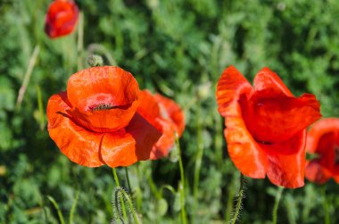 sabah haşhaş tarlası