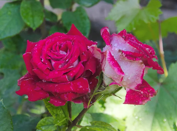 Vörös rózsa és a csepp víz — Stock Fotó