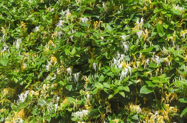 Цветение жимолости заросли в саду — стоковое фото