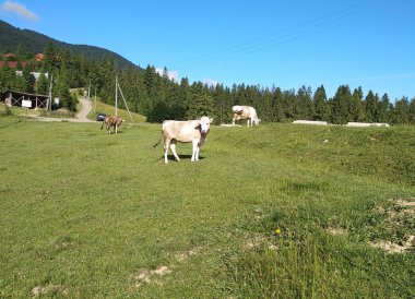 arazide inek sürüsü 