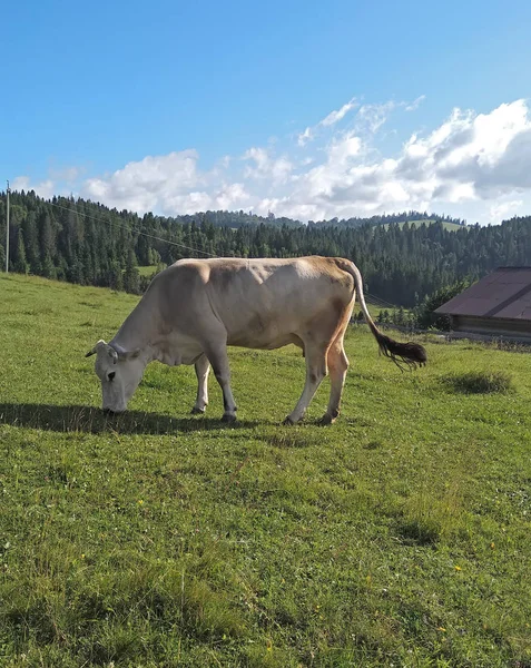 Vaca em pasto no dia ensolarado — Fotografia de Stock