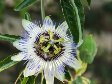 Passiflora caerulea yakın çekim
