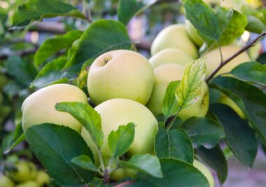 Ağaçtaki yeşil elmalar